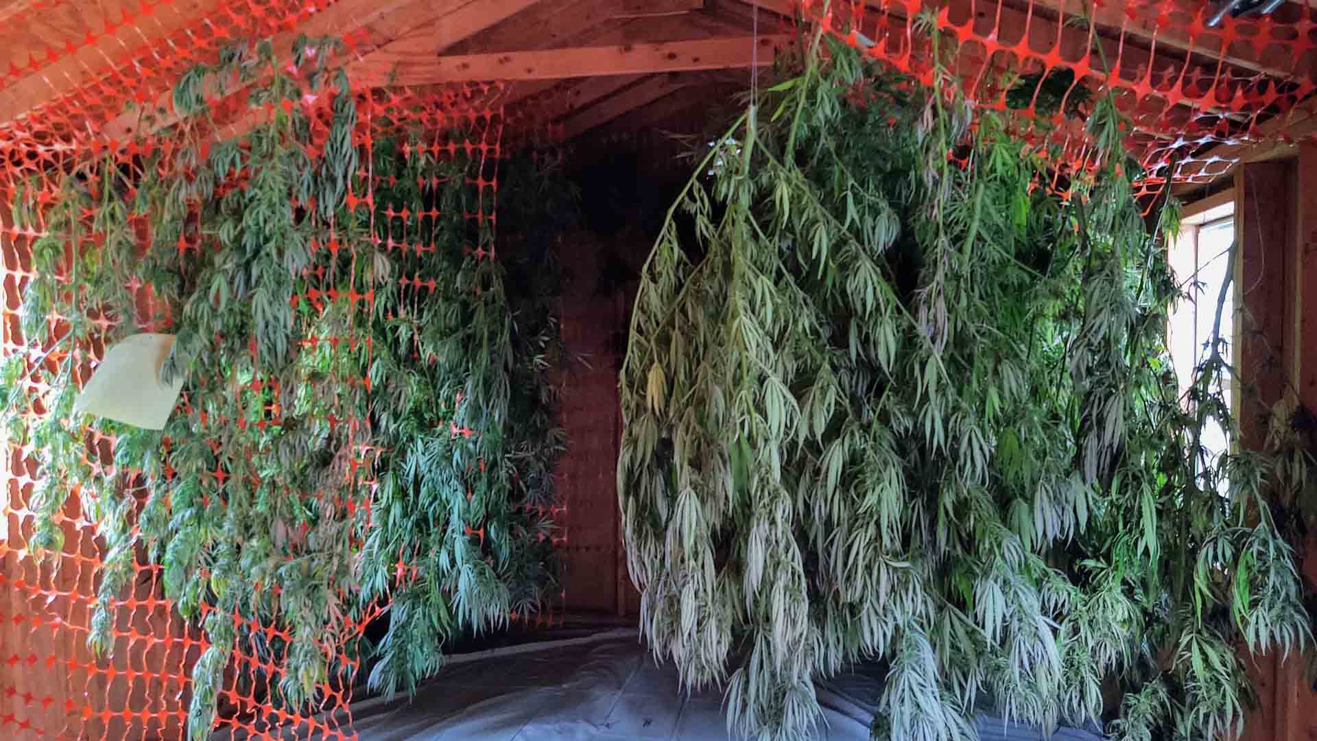 hemp4-story.jpg